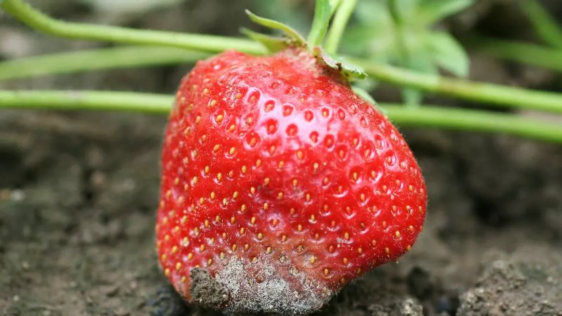 Grauschimmel an Erdbeere. Foto: Chr. Hoyer, Regierungspräsidium Gießen