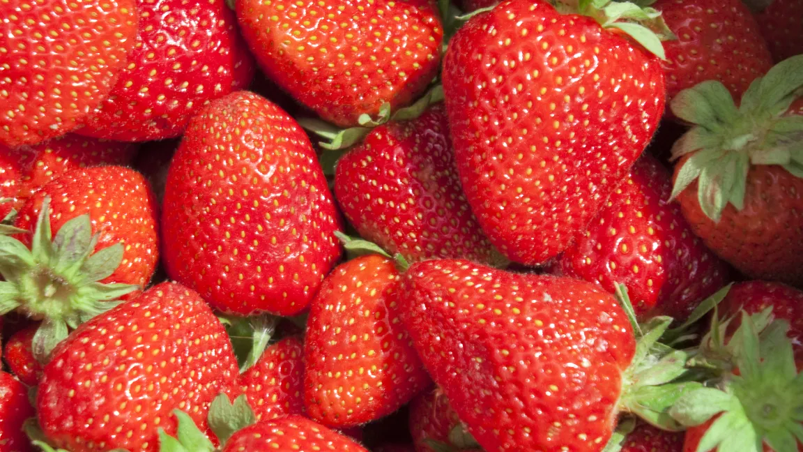 Leckere Erdbeeren. Mit einer neuen, hochsensiblen Methode kann der Erreger der gefürchteten Eckigen Blattfleckenkrankheit aufgespürt werden..... Foto: adpic