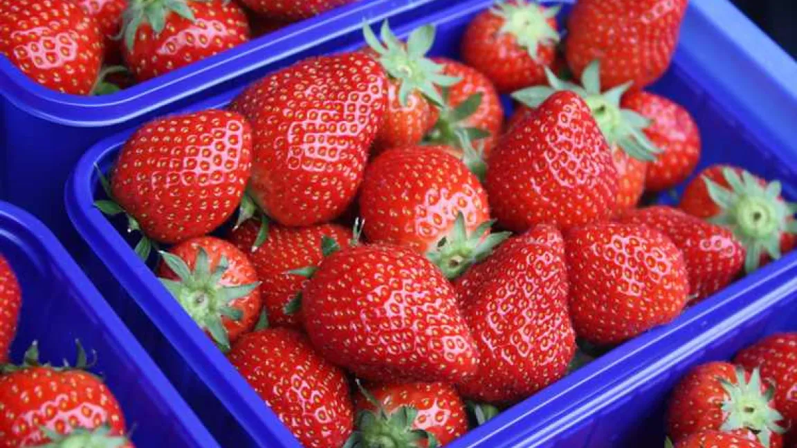 Erdbeeren haben jetzt in Deutschland Saison
Quelle: Wiltrud Wolters