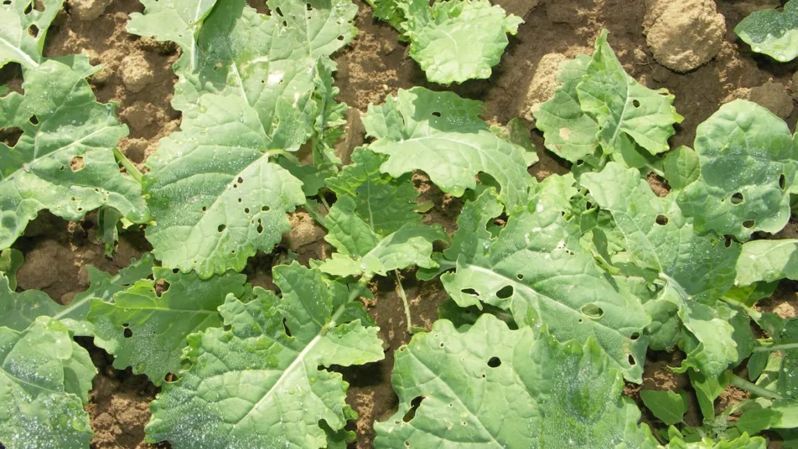 Die Fraßstellen der Rapserdflohlarven sind Eintrittspforten für Pilzkrankheiten. Foto: Matthias Wiedenau