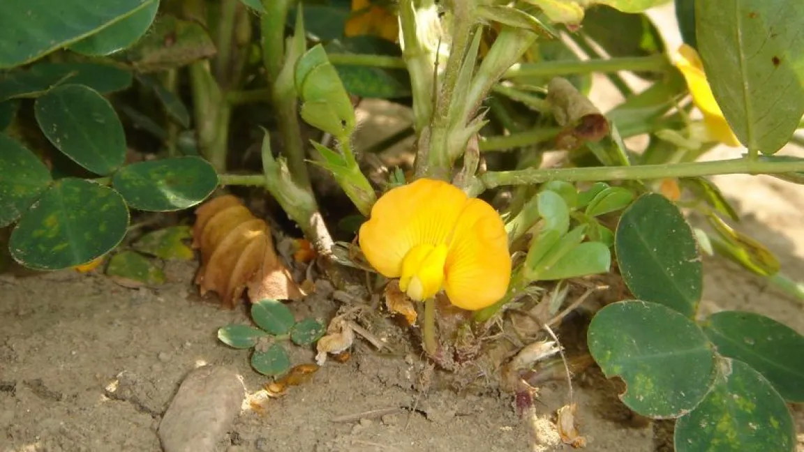 Erdnussblüte. Foto: transgen.de