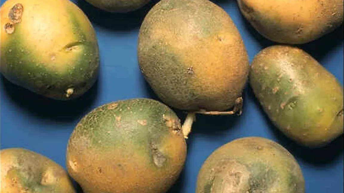 Ergrünte Kartoffeln durch falsche Lagerung.
	Quelle: BASF Agroslide