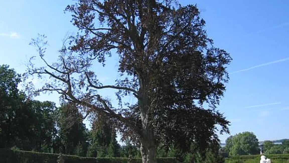 Erkrankte Blut-Buche im Schlosspark von Veitshöchheim im Sommer 2008. 
Quelle: Schloss- und Gartenverwaltung Würzburg