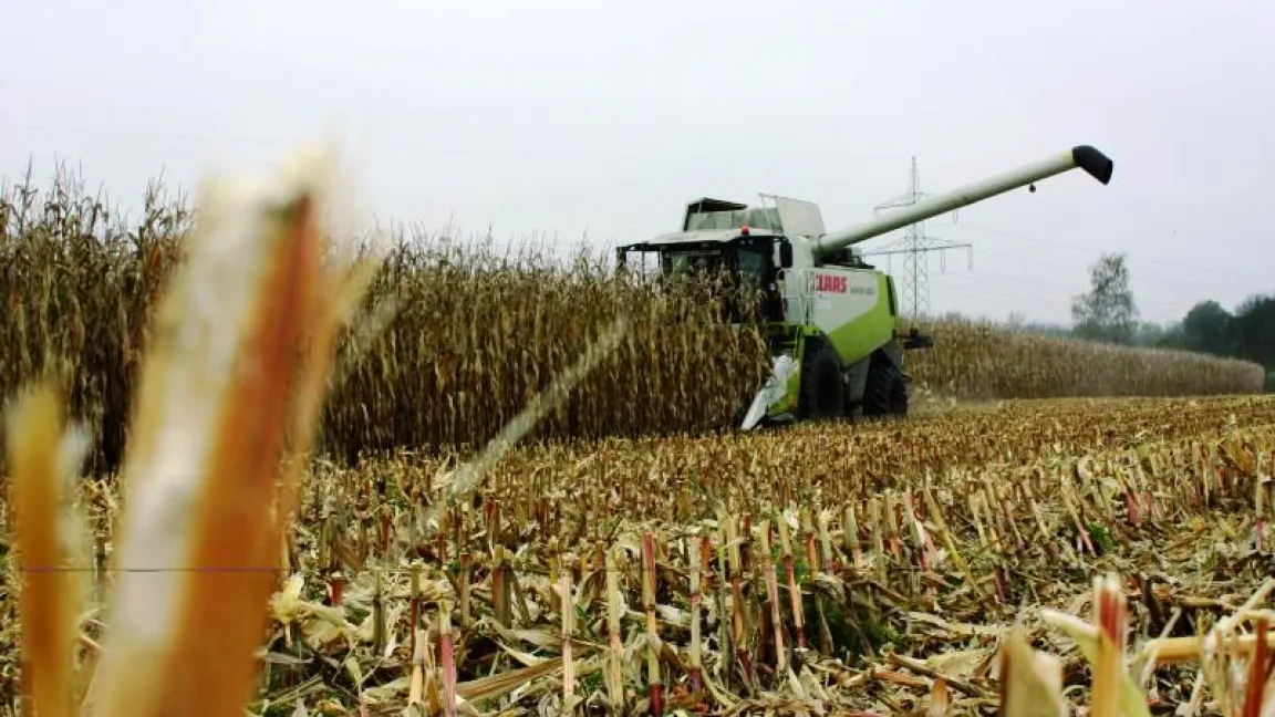 Die Ernte im Herbst ist häufig ein Wettlauf mit dem Wetter und erfolgt mit dem Mähdrescher. Foto Bayer CropScience