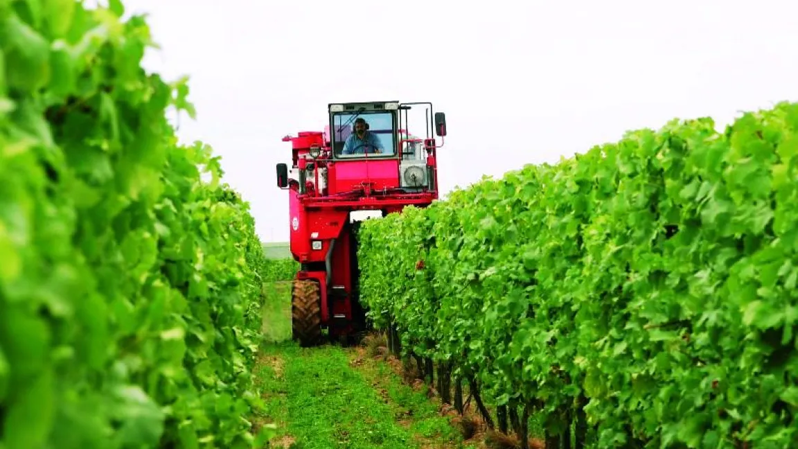 Die Ernte 2012 ist aufgrund des beständigen Wetters weit gehend stressfrei verlaufen. Foto: Bayer CropScience