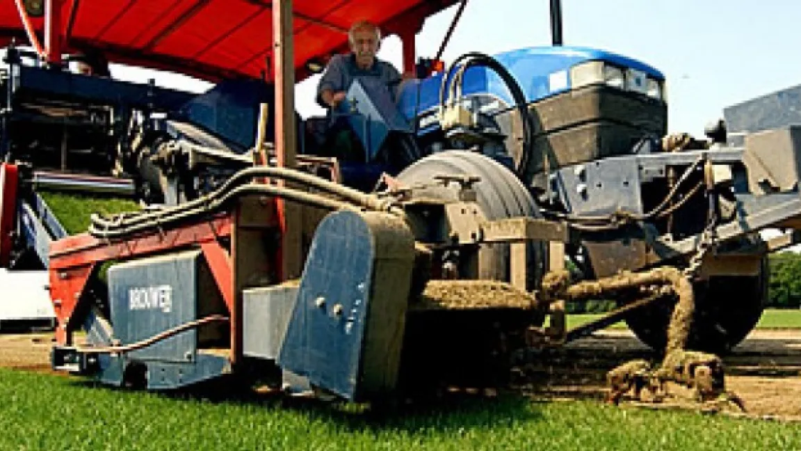 Mit einer Spezialmaschine werden 0,4 x 2,5 Meter große Rasenbahnen flach vom Boden abgeschält. Foto: Cornelia Sick