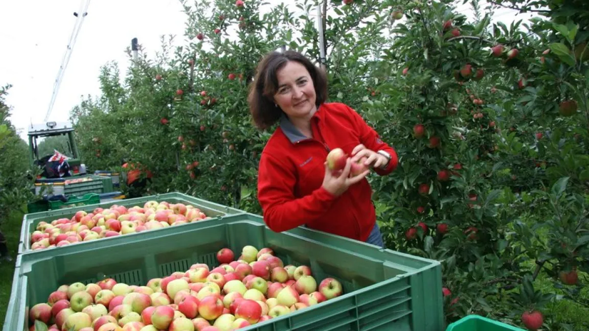Apfelernte am Bodensee. Die Früchte werden in Deutschland überwiegend im September und Oktober geerntet. Foto: Pressebüro Deutsches Obst und Gemüse