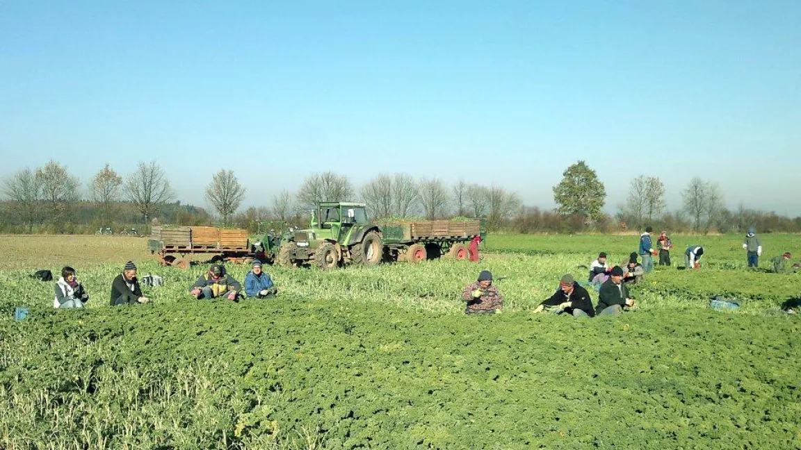 Die Ernte für den Frischmarkt erfolgt in Handarbeit. Foto: Matthias Wiedenau