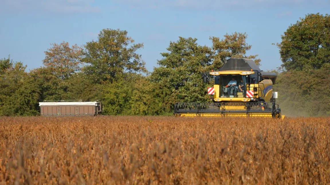 Sojabohnenernte Ende September 2013 in der Nähe von Köln. Foto: Matthias Wiedenau