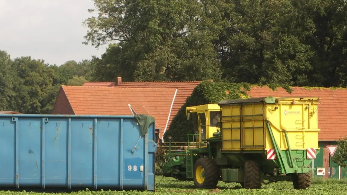 Spinat für Tiefkühlkost wird mit Vollerntern geerntet. Foto: Matthias Wiedenau