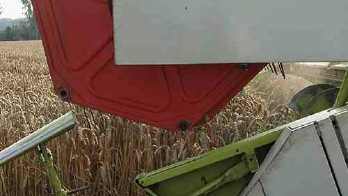 Erntemaschine in Weizen
	Quelle: Klaus-Dieter Esser, Agrarmotive.