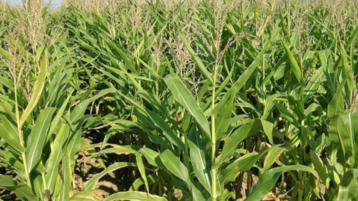 Erste für kommerziellen Anbau zugelassene gv-Kultur: Bt-Mais.
Quelle: transgen Wissenschaftskommunikation