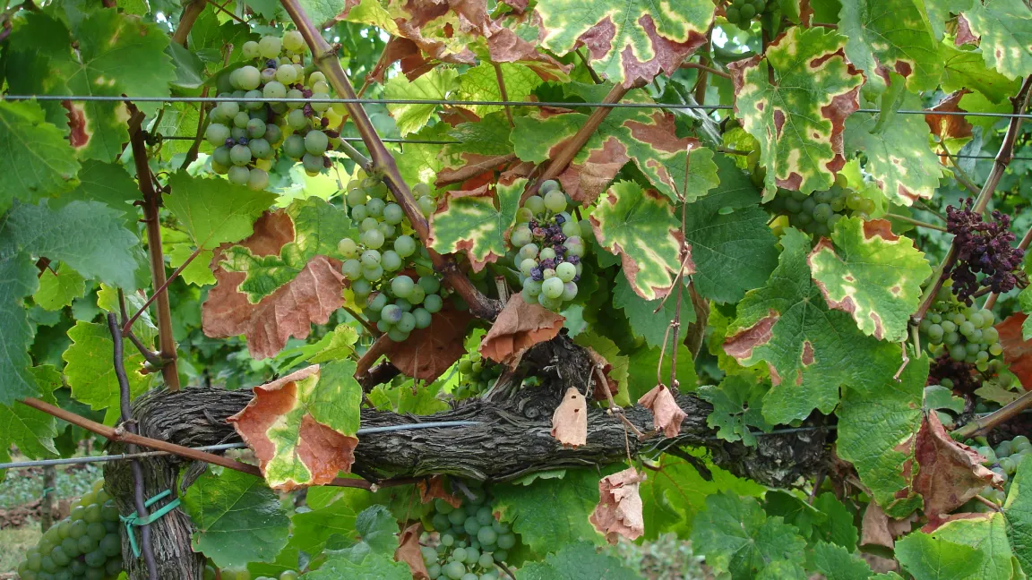 Starker Traubenbehang bedeutet großes Esca-Risiko. Foto: Arno Becker, DLR