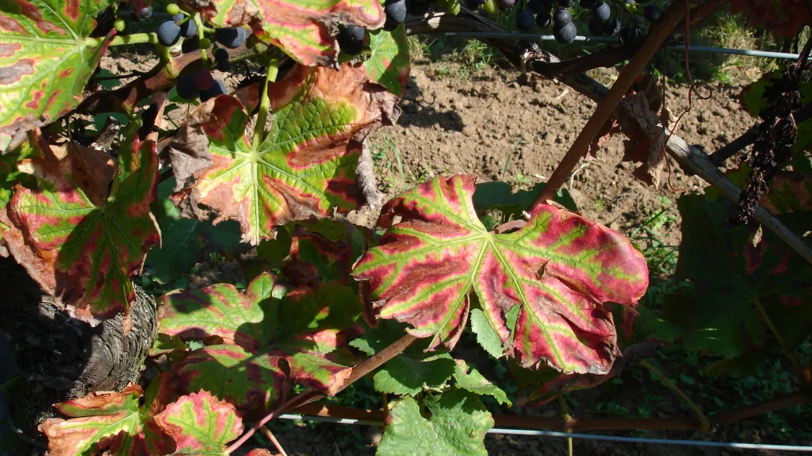 Chronischer Befall einer roten Weinsorte. Foto: Arno Becker, DLR