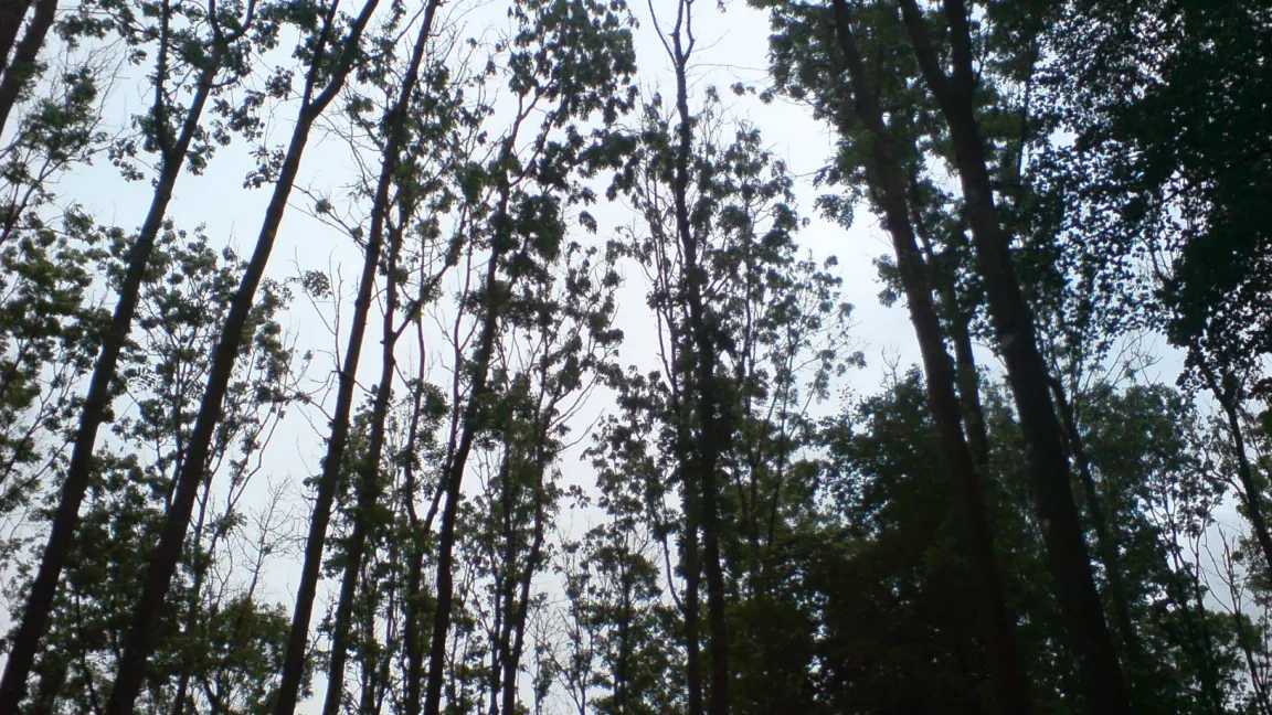 Von Chalara fraxinea befallene Eschen. Foto: wikipedia