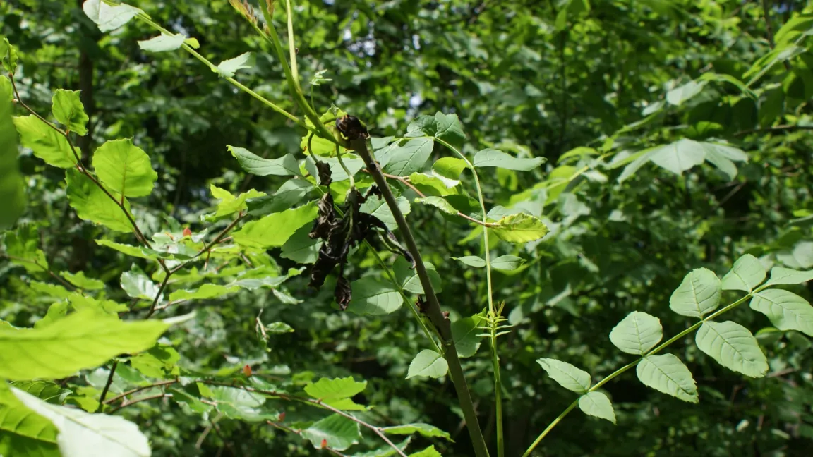 Obwohl Eschentriebsterben regional stark auftritt, waren die Ergebnisse der Laubbäume - außer Buchen und Eichen - positiv.   Foto: TMLFUN, Erfurt