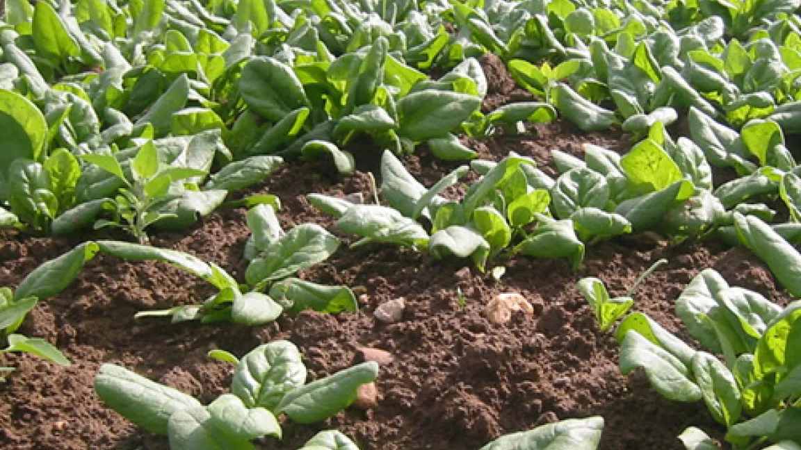 Etwa 4 Wochen vor der Ernte im September
Quelle: Matthias Wiedenau