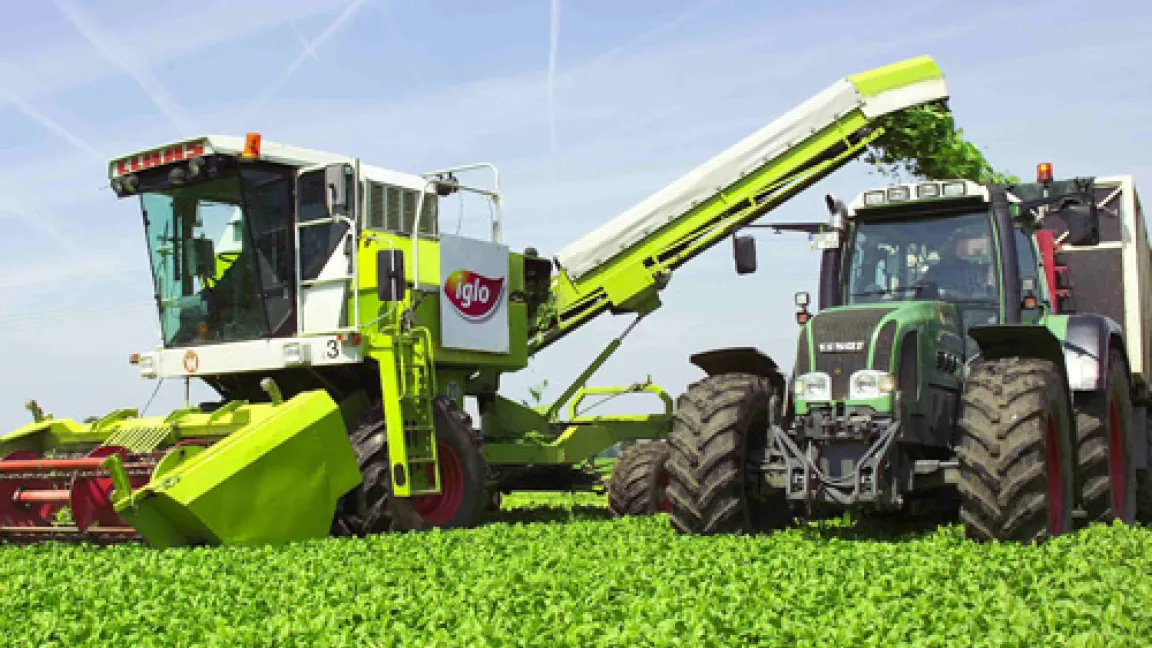 Etwa sechs Wochen nach dem Keimen
	Quelle: Werkfoto