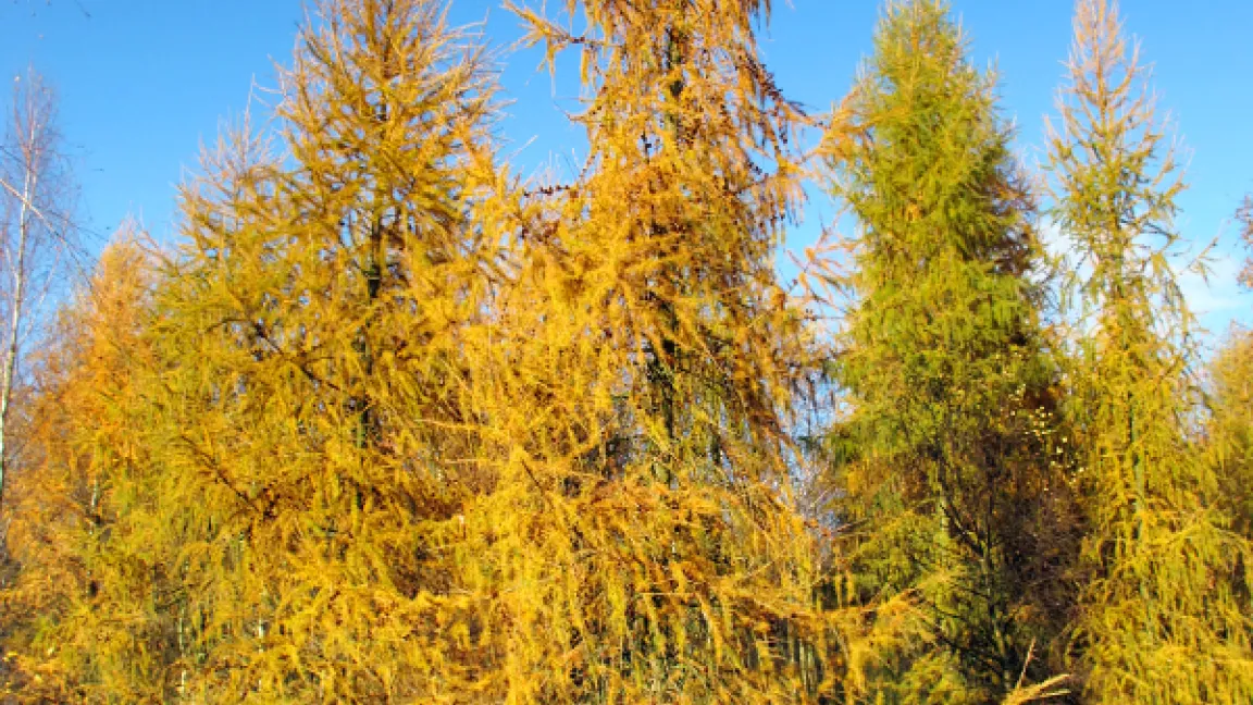 Lärchen bestechen durch ihre leuchtende Herbstfärbung und werfen als einzige Nadelbaumart ihre Nadeln ab. Foto: iStock