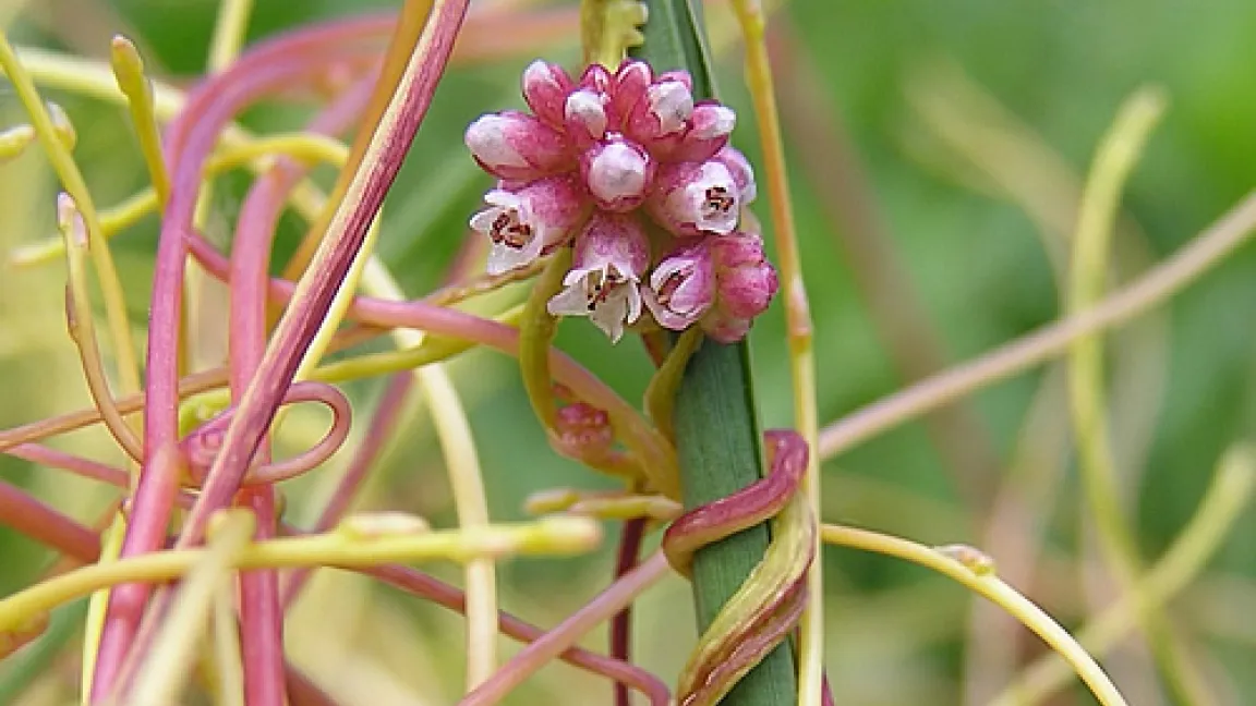 Europäischer Teufelszwirn (cuscuta europaea) schmarotzend an einem Gras.
Quelle: Wikipedia.org