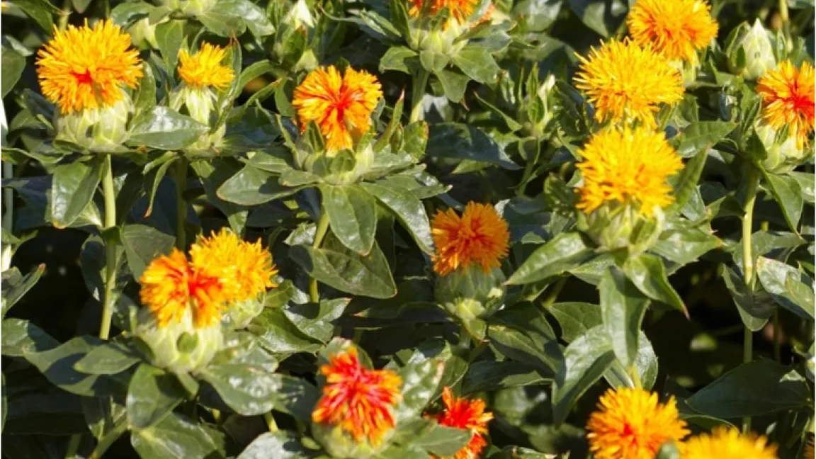 Färberdisteln können sowohl als Öl- als auch als Färbepflanze genutzt werden. Foto: Uni Marburg