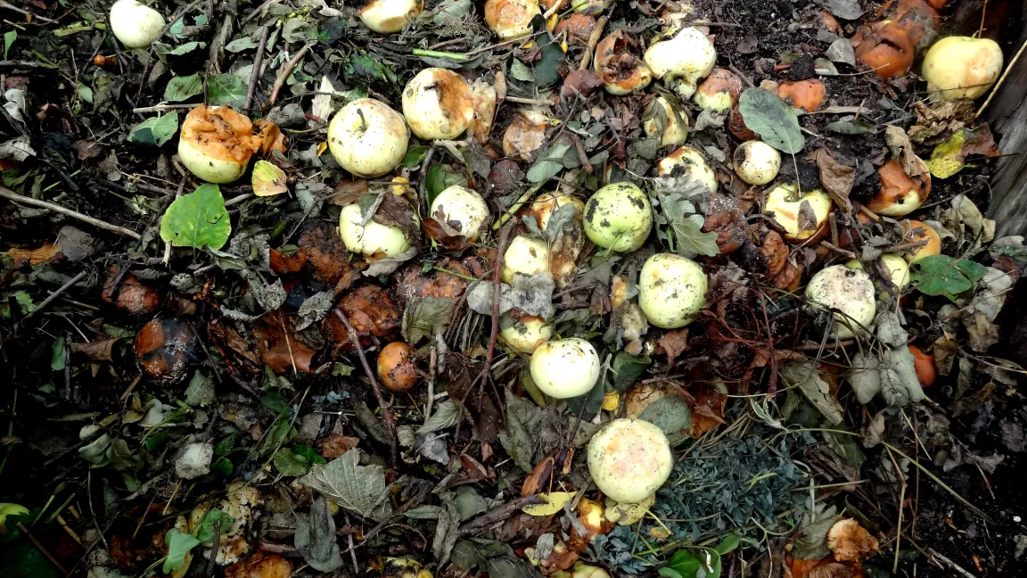 Falläpfel können, mit Erde abgedeckt, kompostiert werden. Foto: Klaus Margraf