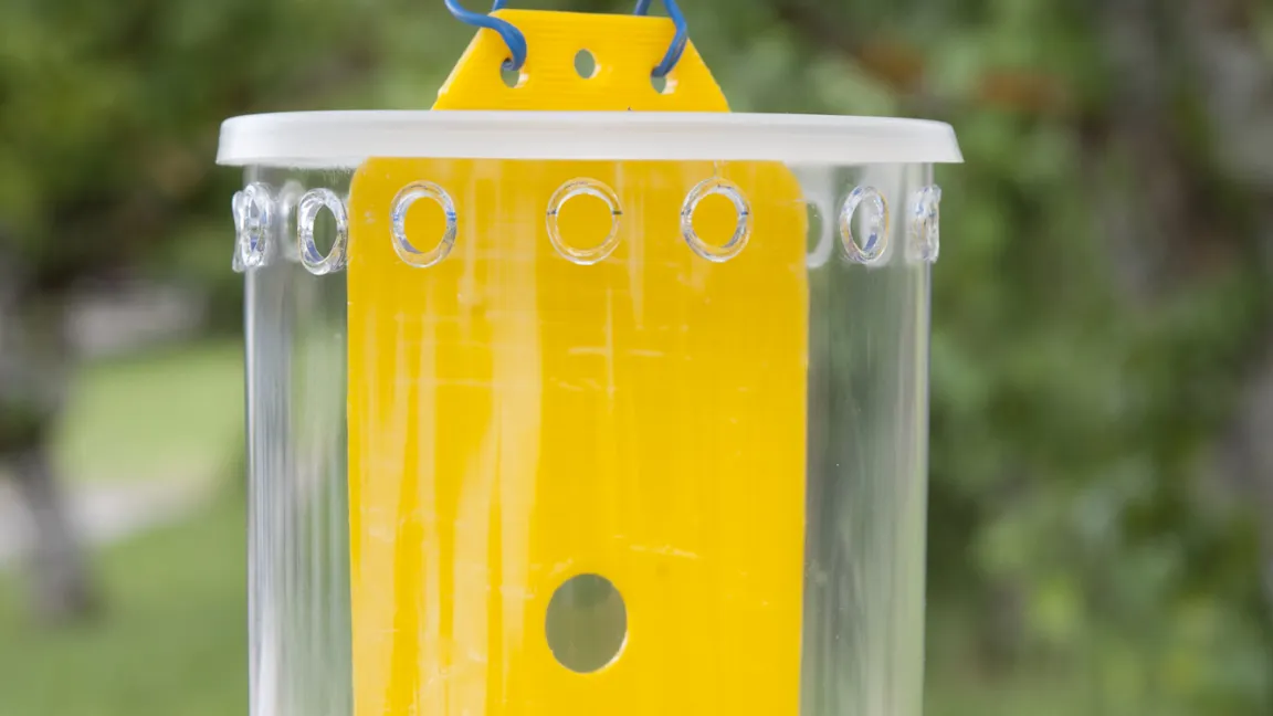 Überwachung: geschlossene Plastikbehälter mit mehreren Löchern, gefüllt mit Apfelessig als Lockmittel dienen als Fallen. Um die Einschleppung zu vermeiden, ist es wichtig die Früchte auf Befallssymptome zu untersuchen.