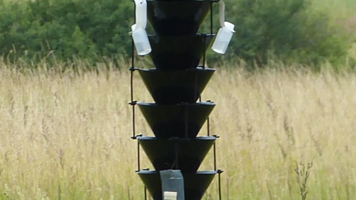 Anhand der Fallen für das "Käfertaxi" soll herausgefunden werden, wie weit die Käfer fliegen. Foto: Thomas Schröder, JKI