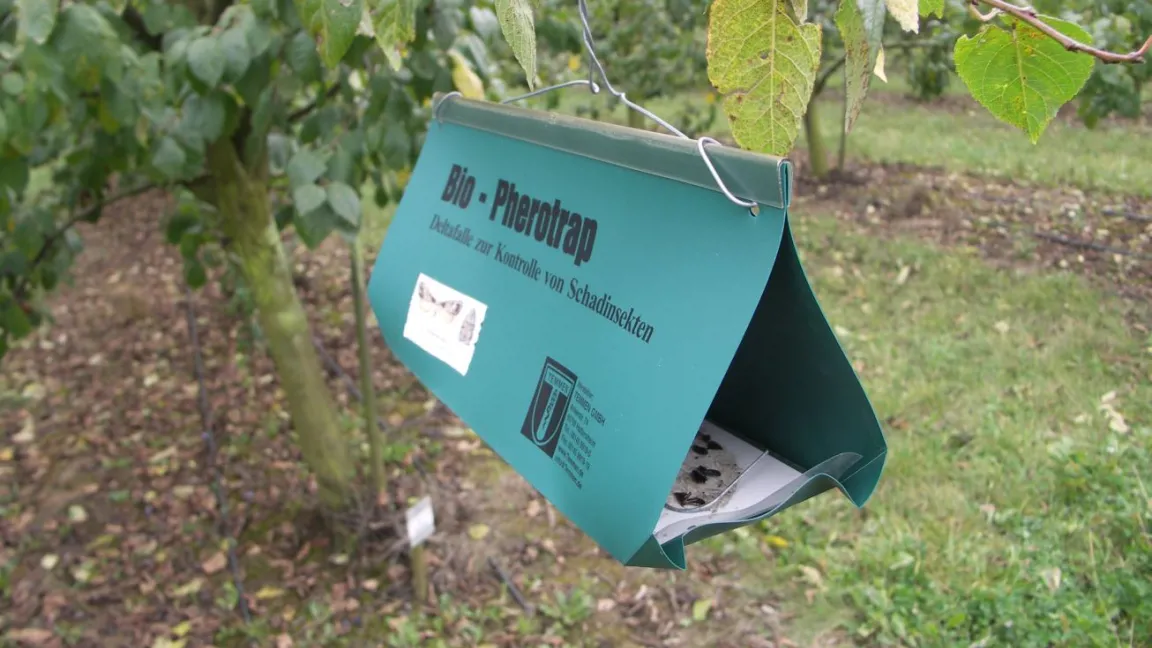Mit Pheromonfallen ermitteln Obstbauern das Schadinsektenaufkommen und setzen bei Bedarf Pflanzenschutzmittel ein. Foto: Matthias Wiedenau