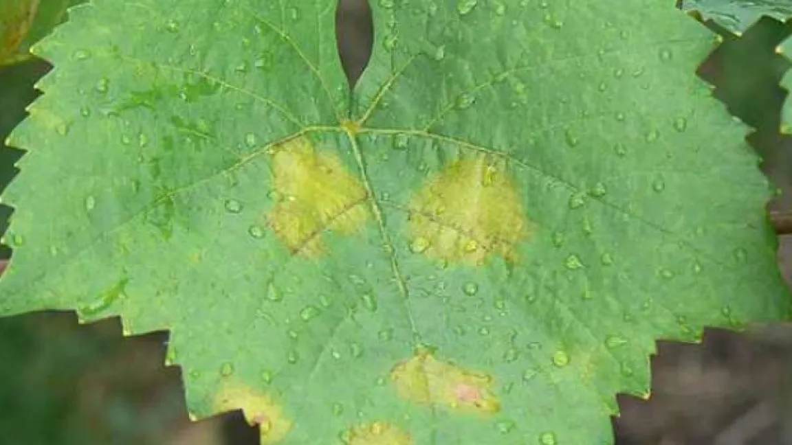 Seit Mitte der 1980er Jahre gibt es passende Radicchio-Sorten für mitteleuropäische Klimaverhältnisse.. Foto: W.R Wagner/pixelio