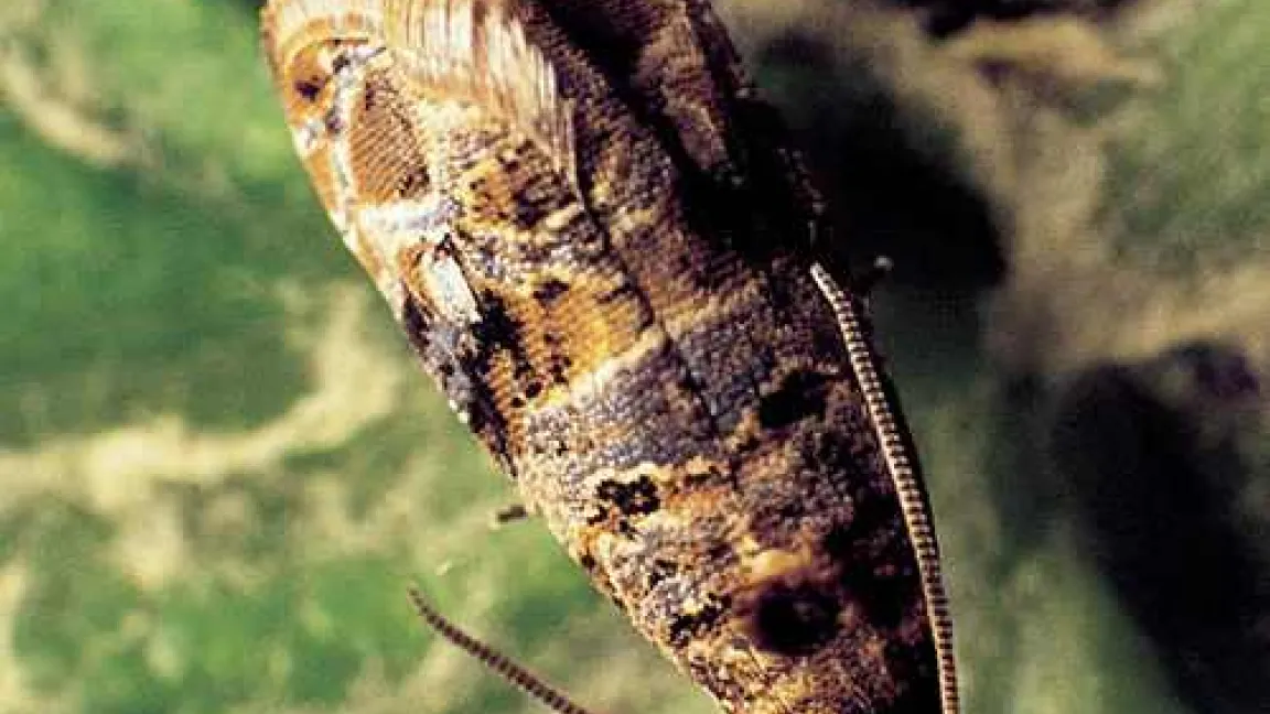 Falter des bekreuzten Traubenwicklers
Quelle: Bayer CropScience