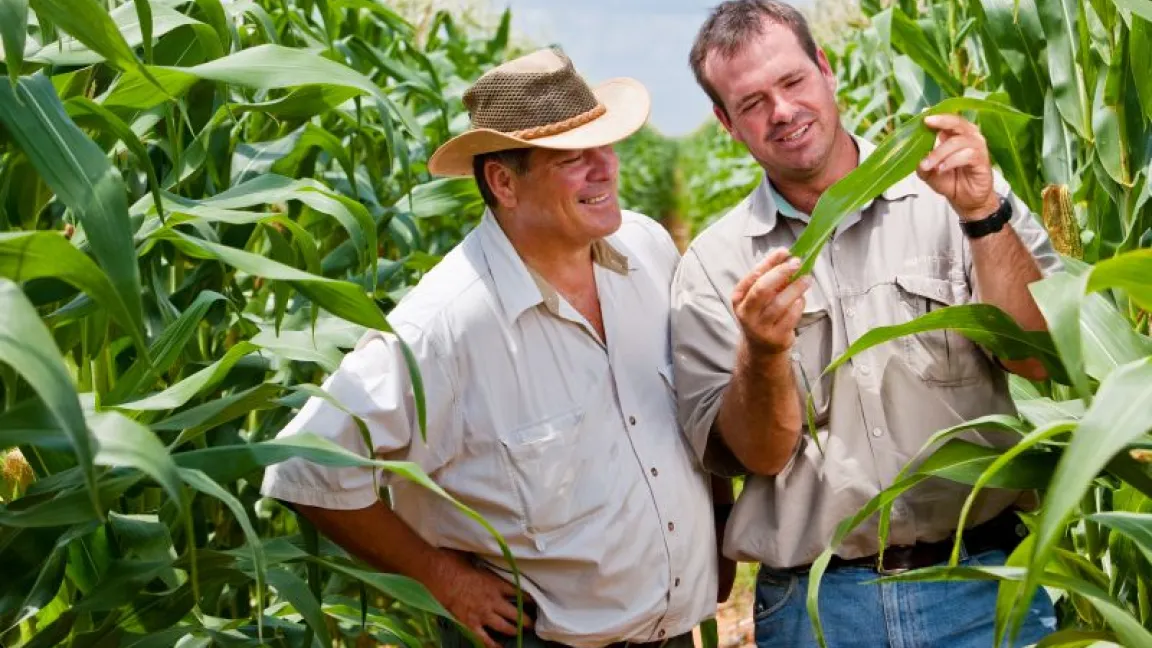 Der Anbau von Bt-Mais bringt in den USA überraschende Vorteile auch für die Anbauer kovnentioneller Sorten. Foto: Bayer CropScience