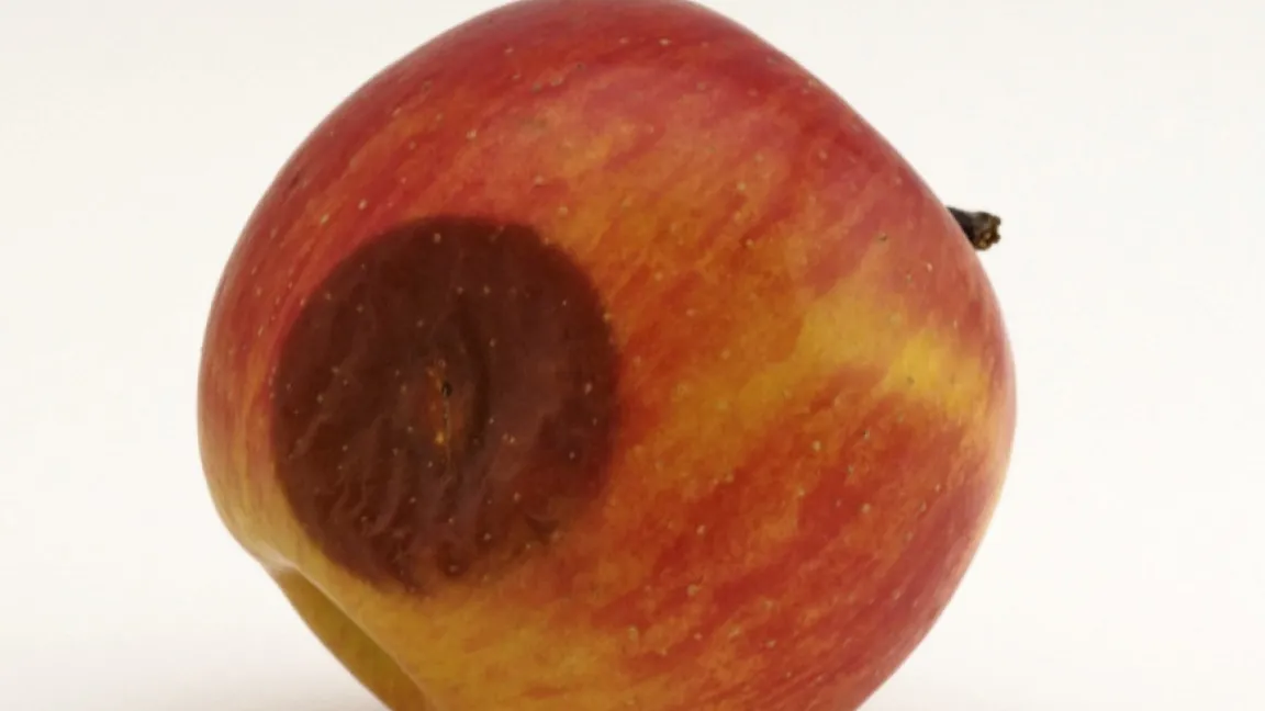 Faule Stellen am Apfel sollten herausgeschnitten werden. Foto: Fotolia