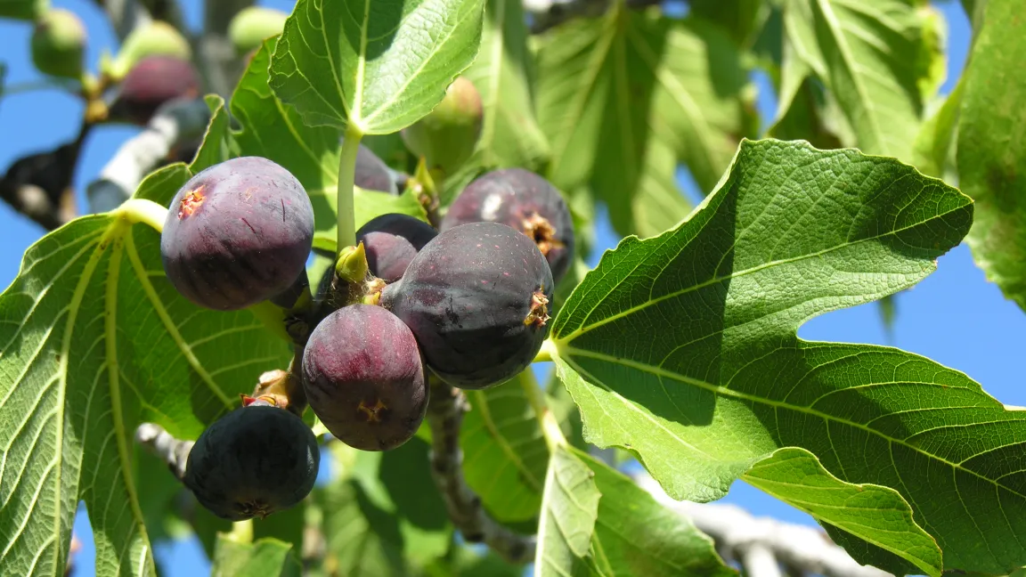 Früchte der echten Feige. Foto: naturganznah