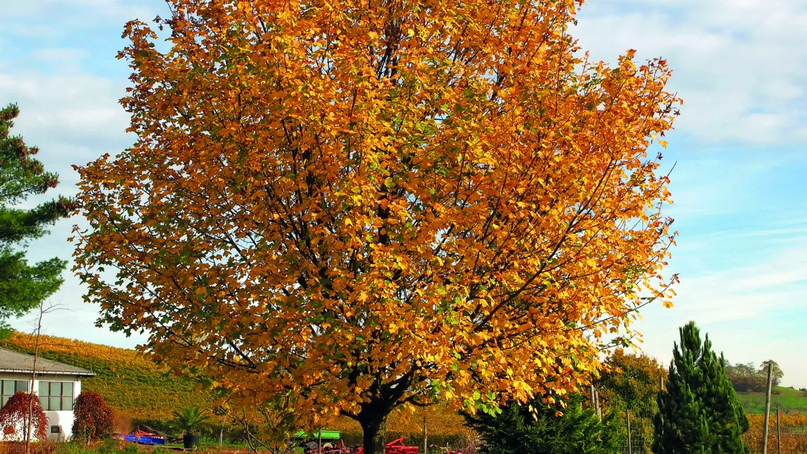 Da er mit einer Größe unter 20m eher zu den kleineren Bäumen gehört, ist er gut für die Stadtbegrünung geeignet. Foto: A. Roloff