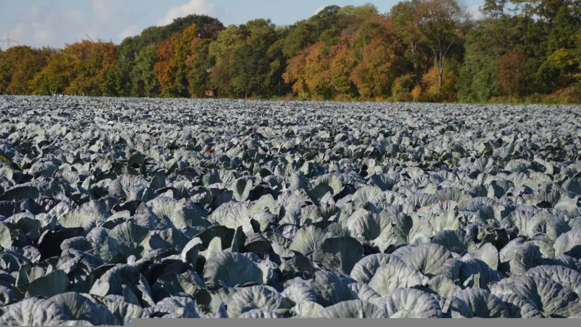 Rotkohl benötigt gut mit Nährstoffen versorgte tiefgründige Böden mit guter Wasserversorgung. Foto: Matthias Wiedenau