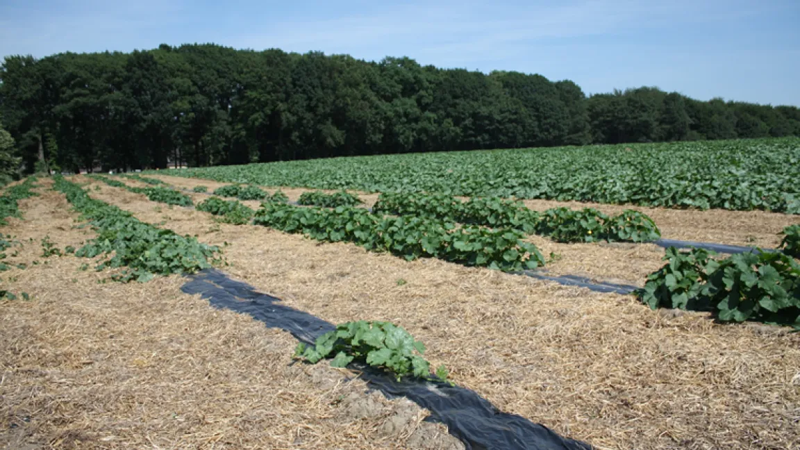 4500 Kürbispflanzen wachsen auf dem Standort direkt am Hof der Familie Lynders. Quelle: Wiltrud Wolters