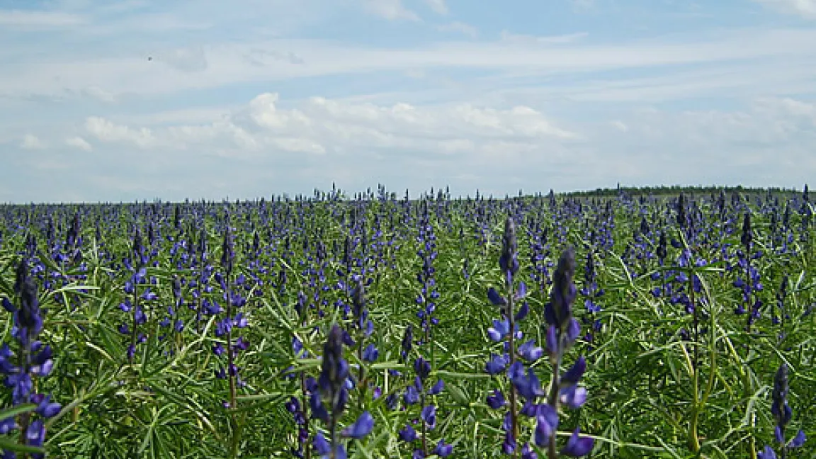 Feldbestand Blaue Lupine Sorte Probor
Quelle: Saatzucht Steinach GmbH Station Bornhof