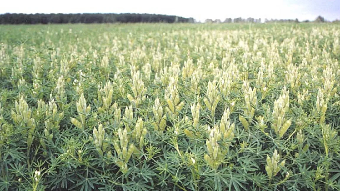 Feldbestand Blaue Lupine zum Zeitpunkt der Kornfüllung. Quelle: Saatzucht Steinach GmbH Station Bornhof