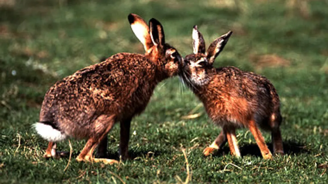 Feldhasen in der Paarungszeit.
	Quelle: Dt. Jagdschutzverband e.V., Bonn