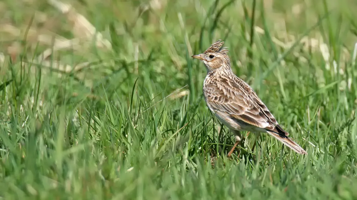Nicht nur Lerchen profitieren davon ... Foto: Fotolia