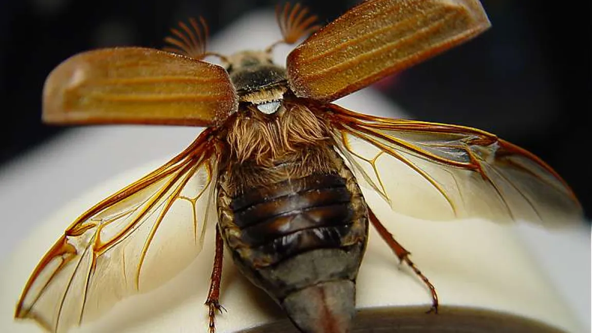 Sehr früh starteten die Feldmaikäfer in diesem Jahr zum Hochzeitsflug. Foto: wikipedia