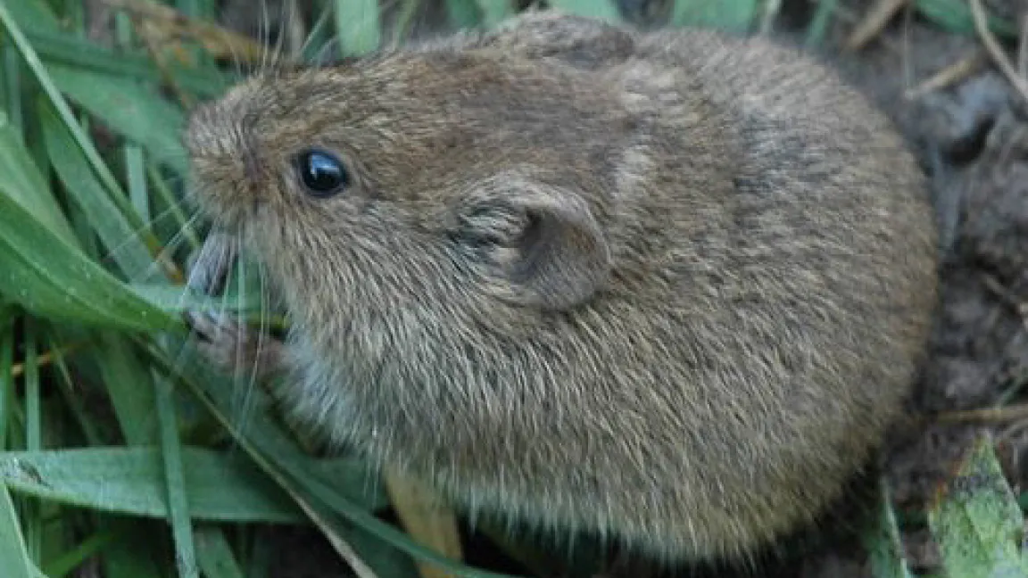 Bis zu 400 Millionen Euro Schäden jährlich verursachen Feldmäuse auf deutschen Äckern und Weiden. Foto: JKI