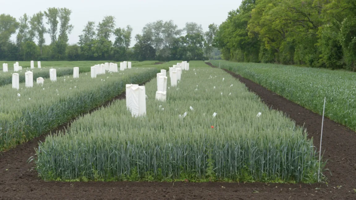 In Gatersleben wird unter anderem die Reaktion von Weizenstämme auf Hitze und Trockenheit getestet. Foto Bayer CropScience