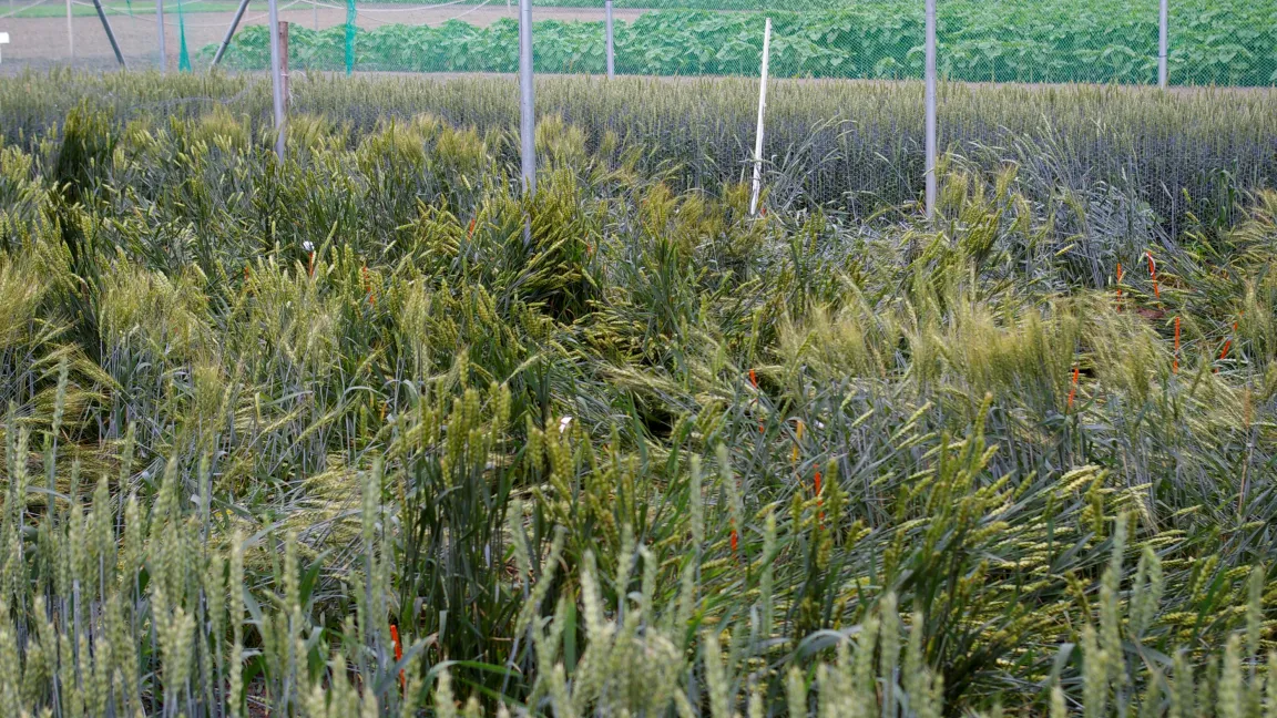 Nicht überall werden Versuche toleriert, wie hier im Schaugarten Üplingen, in dem ein Weizenversuchsfeld zerstört wurde. Foto: Schaugarten Üplingen
