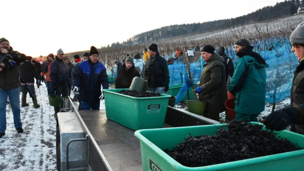 Den richtigen Riecher gehabt - erfolgreiche Eisweinlese bei Fellbach.
Foto: DWI