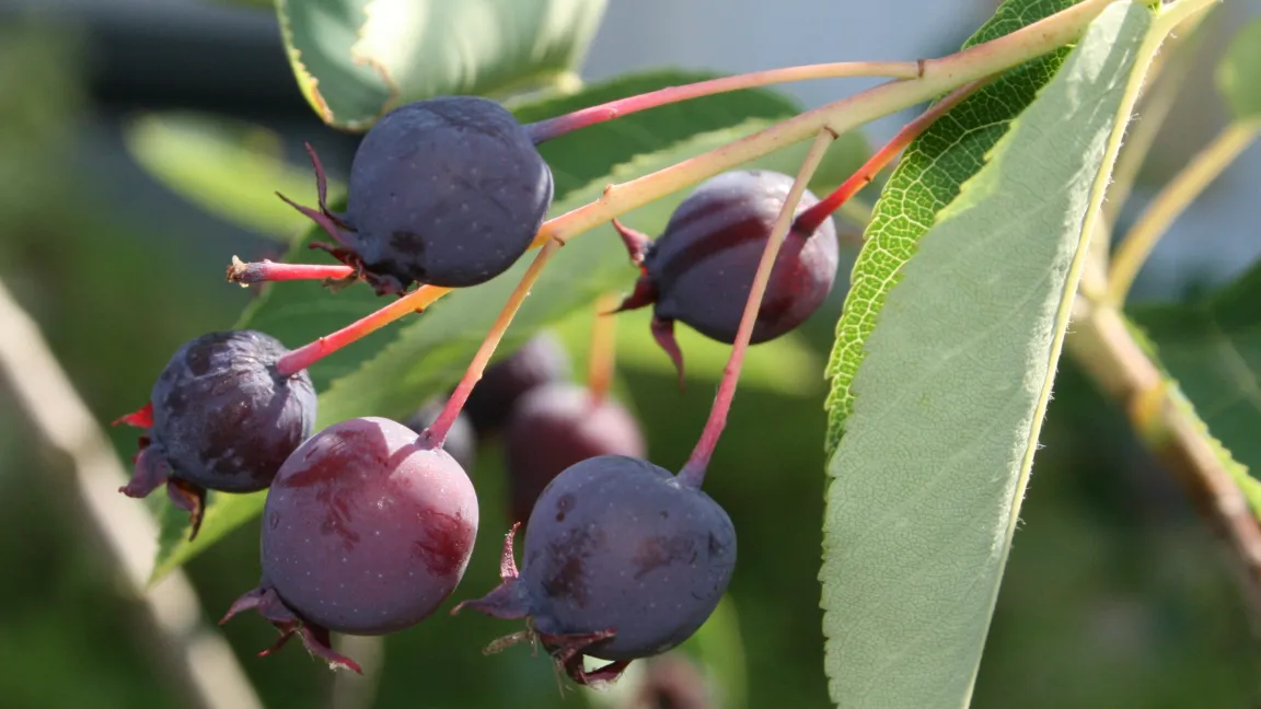 Die im Juni reifenden Früchte sind essbar und sehr wohlschmeckend. Foto: wikipedia