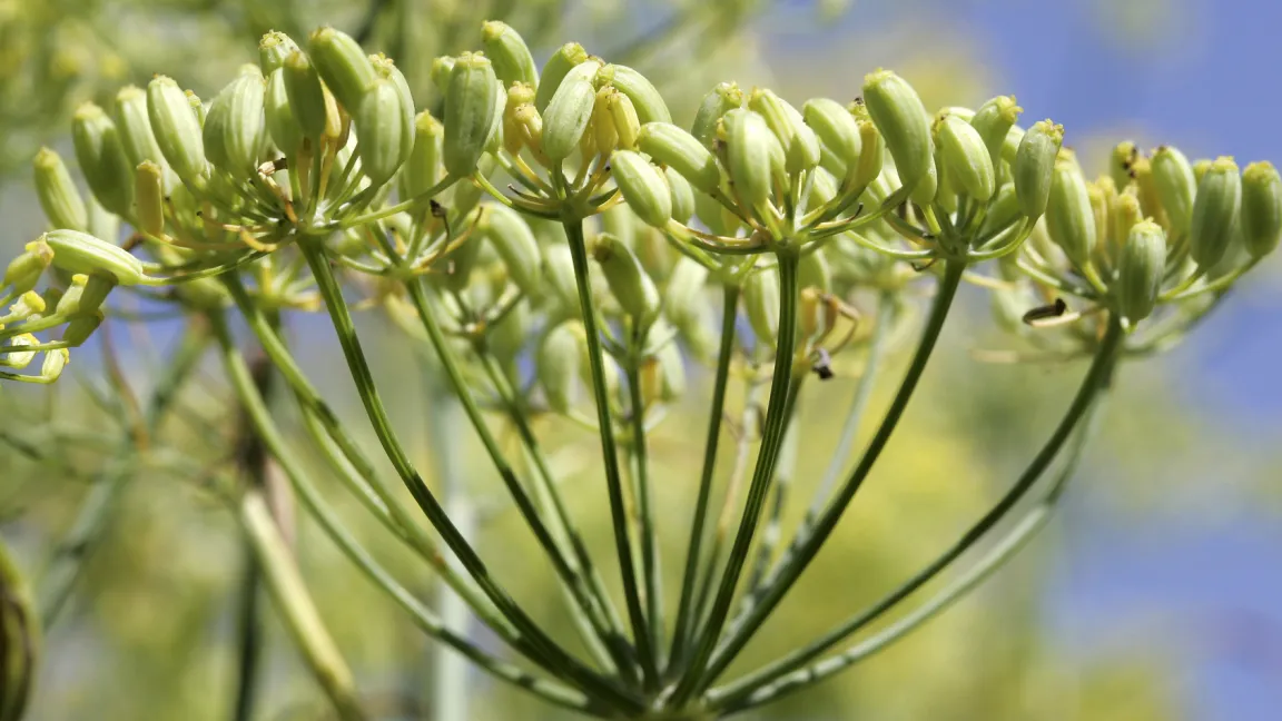 Gewürzfenchel sieht Dill sehr ähnlich.
Foto: Fotolia