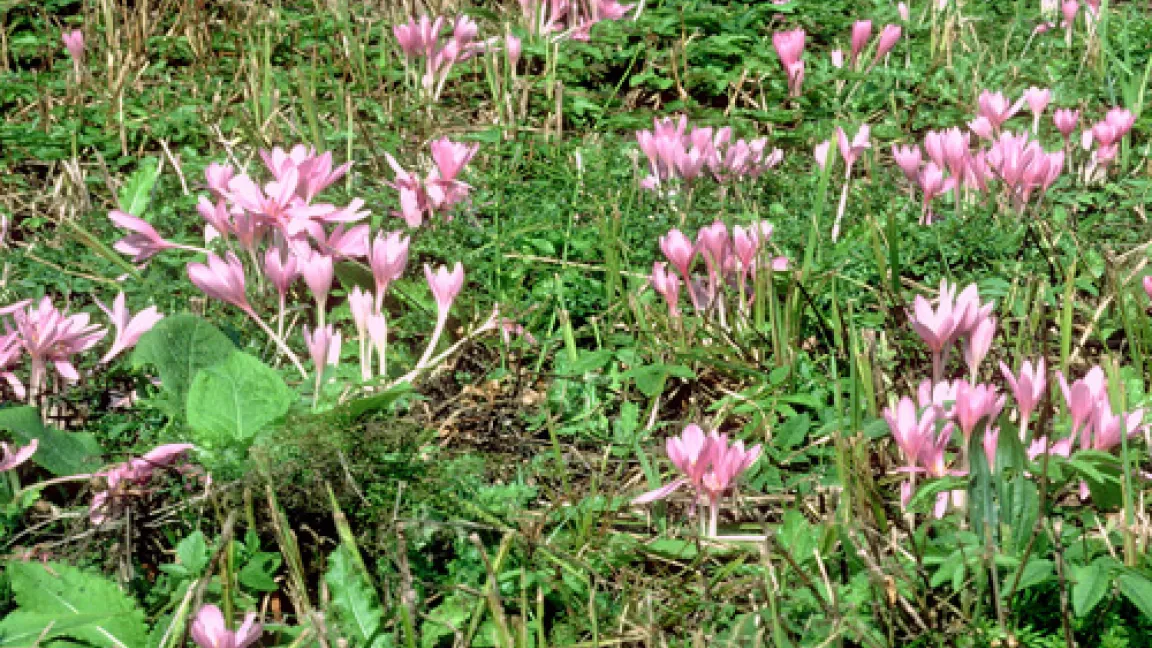 Feuchtwiese mit blühenden Herbstzeitlosen. Quelle: Klaus Bogan