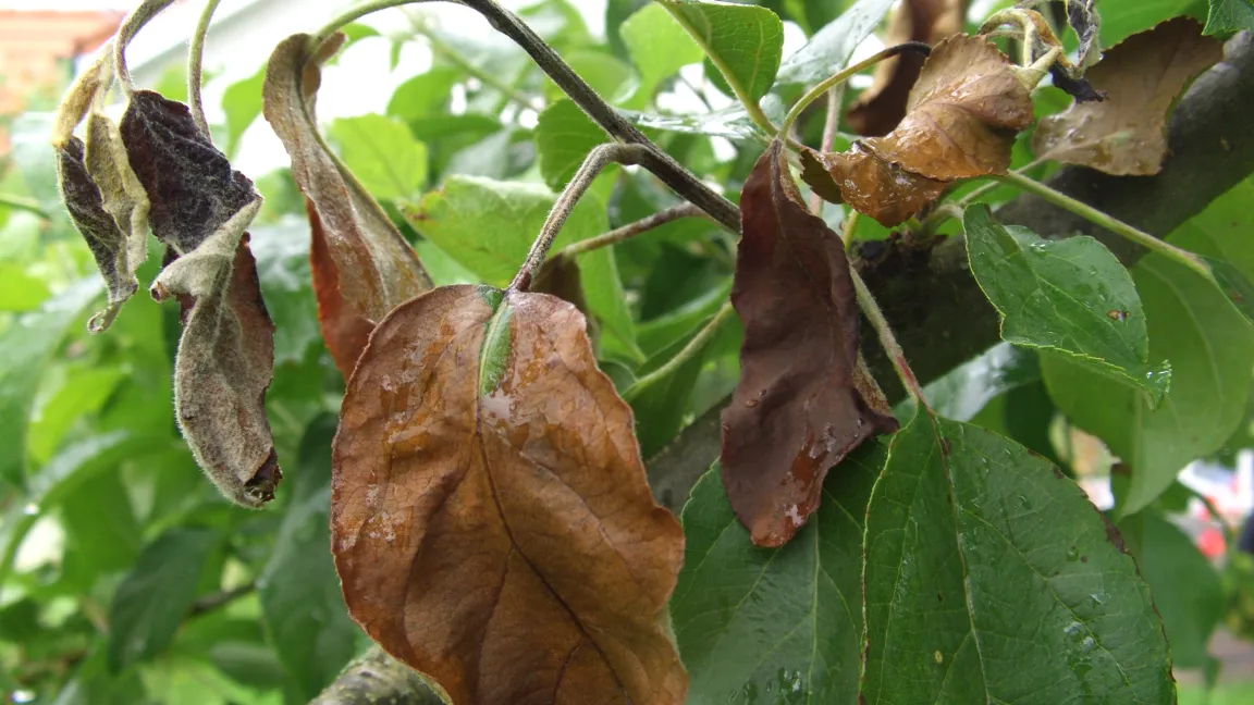 Ein Apfelbaum zeigt als typische Anzeichen einer Feuerbrandinfektion dunkelbraune, verwelkte Blätter. Foto: KOB Bavendorf